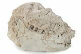 Fossil Oreodont (Merycoidodon) Partial Mandible - South Dakota #285663-1